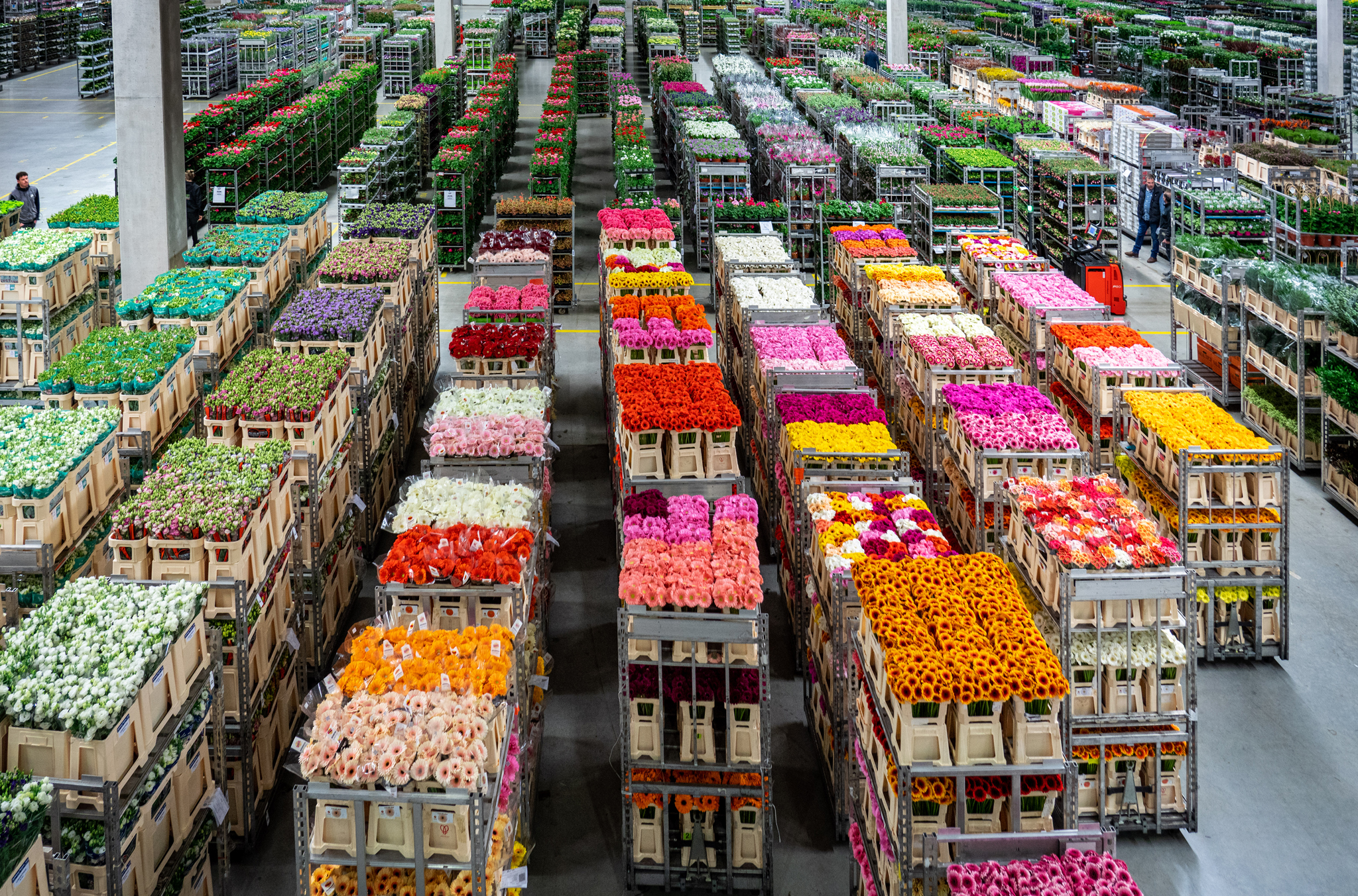 Inkoper worden bij Plantion