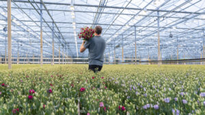 Webshop aanvoer