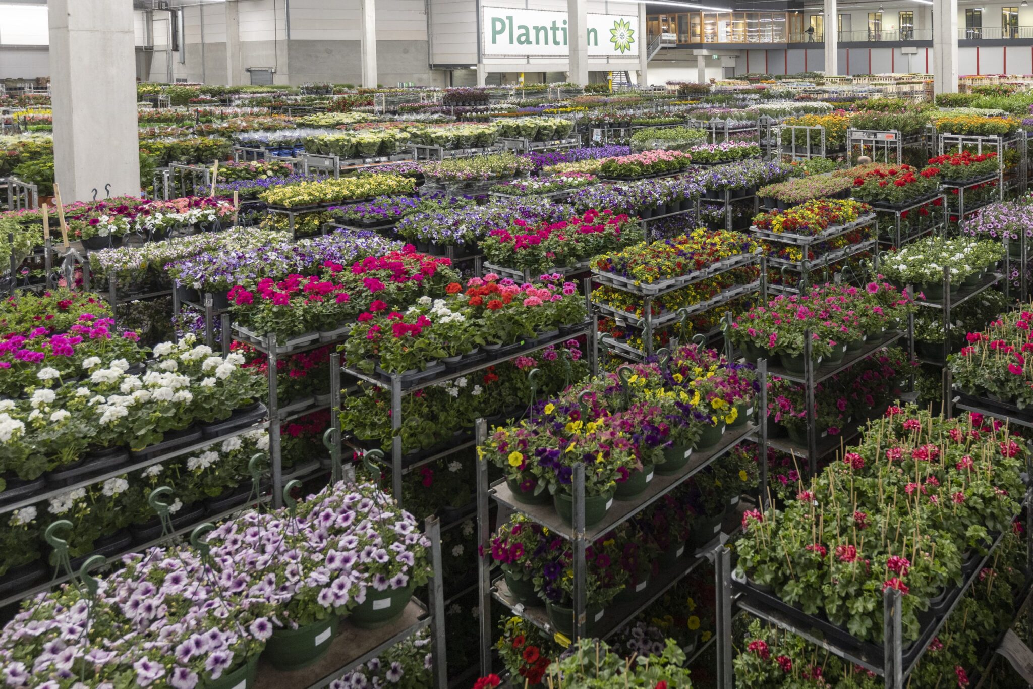 Moederdag aanbod bij bloemenveiling Plantion
