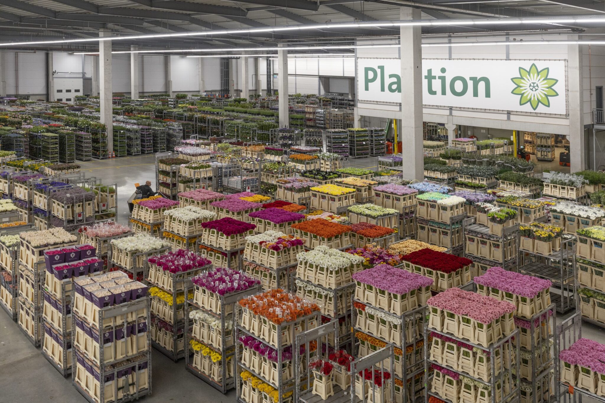 Moederdag aanbod bij bloemenveiling Plantion