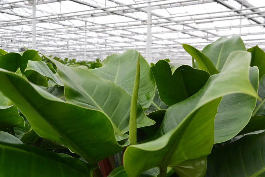 MDK Flowers & Greens in het zonnetje gezet