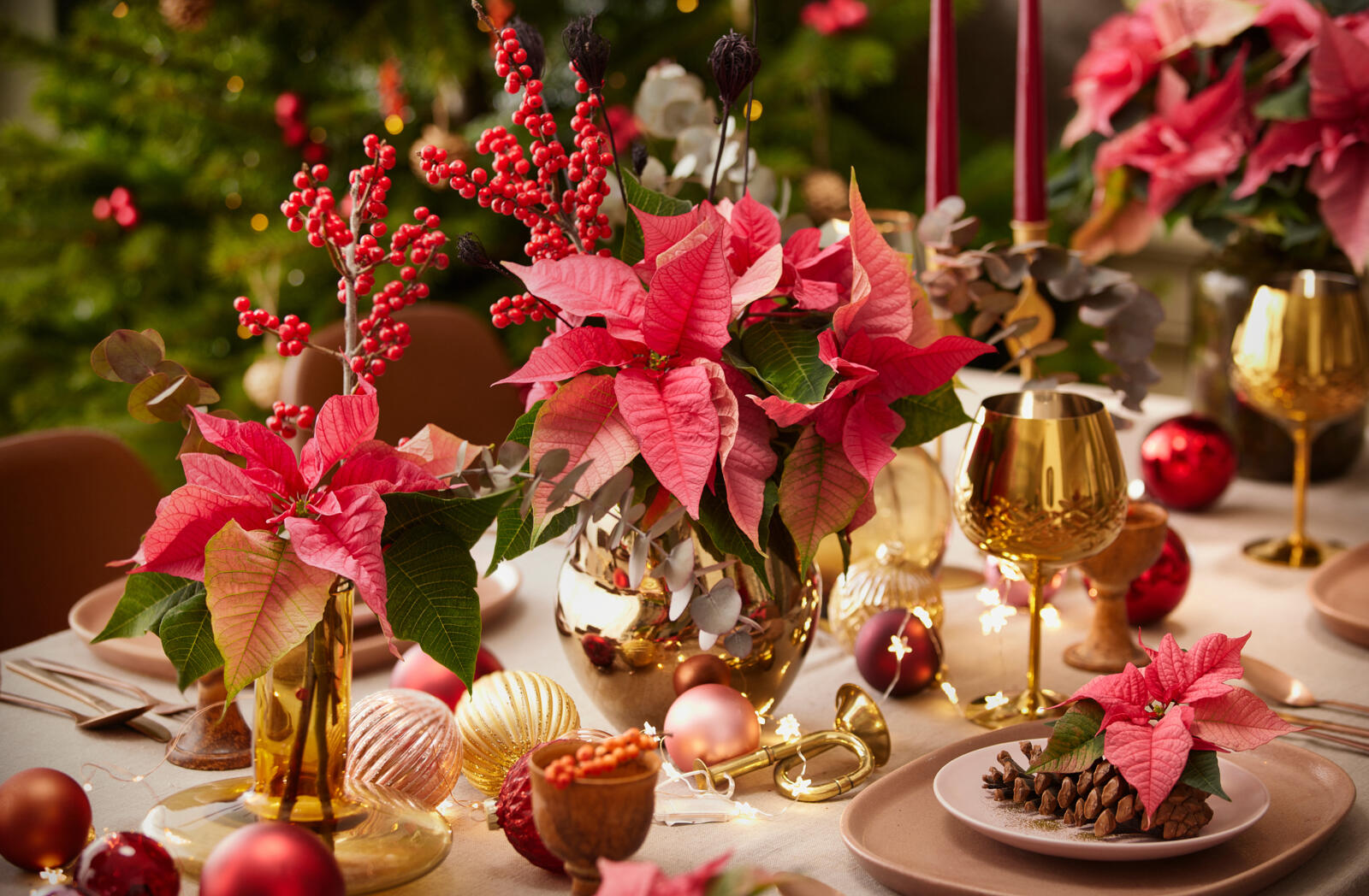Start promotiecampagne Poinsettia