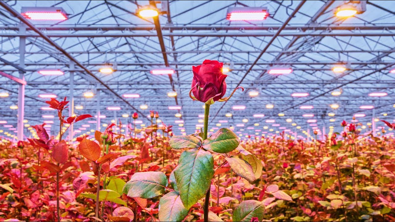 Duurzaamheid bij Nederlandse bloemenkwekers